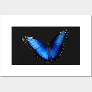 Butterfly Posters and Art